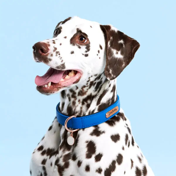 ZippyPaws Vivid Collection Collar