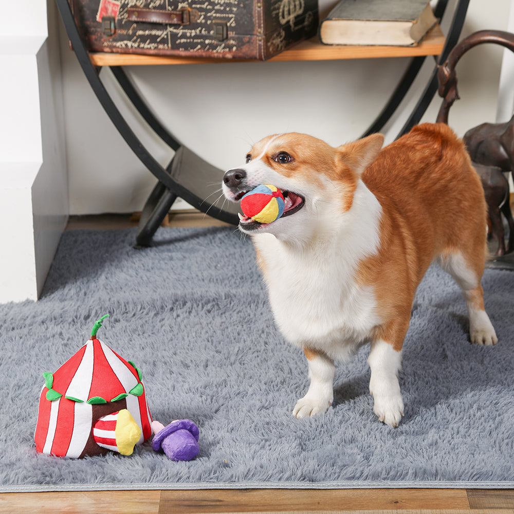 Happy Circus – Circus