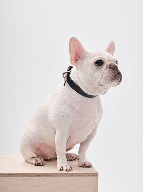 HART DOUBLE COLORS COLLAR - BLUE ORANGE