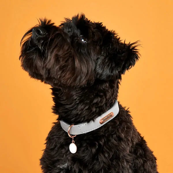 ZippyPaws Vivid Collection Collar