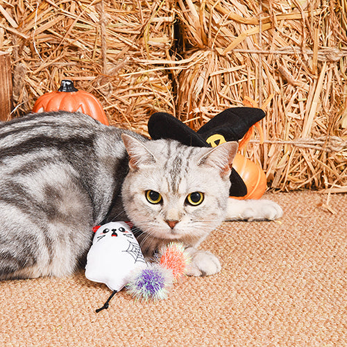Spooky Cats  – Ghost Kitty