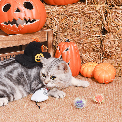 Spooky Cats  – Ghost Kitty