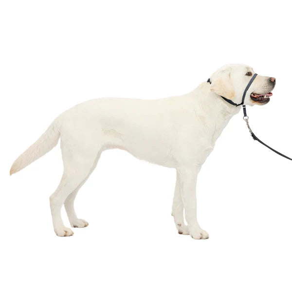 Petsafe Gentle Leader Headcollar, No-Pull Dog Collar