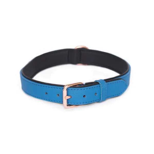 ZippyPaws Vivid Collection Collar